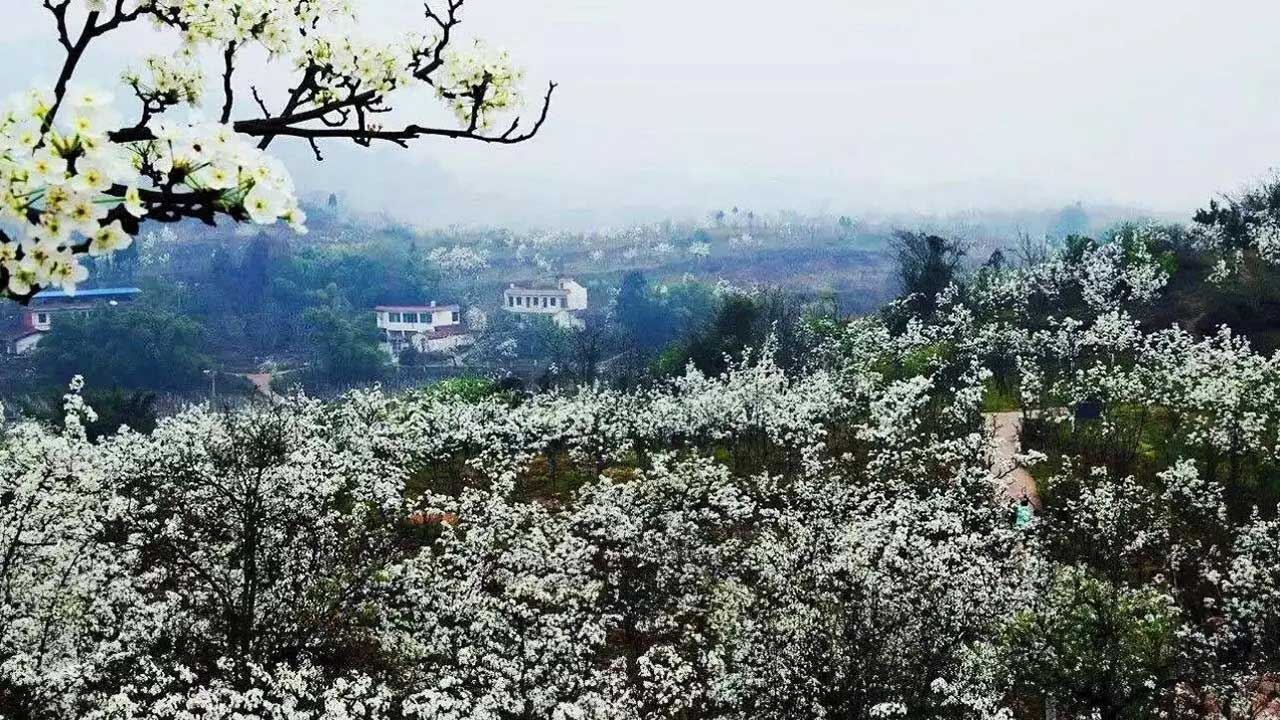 九襄花海果鄉(xiāng) 九襄花海果鄉(xiāng).jpg