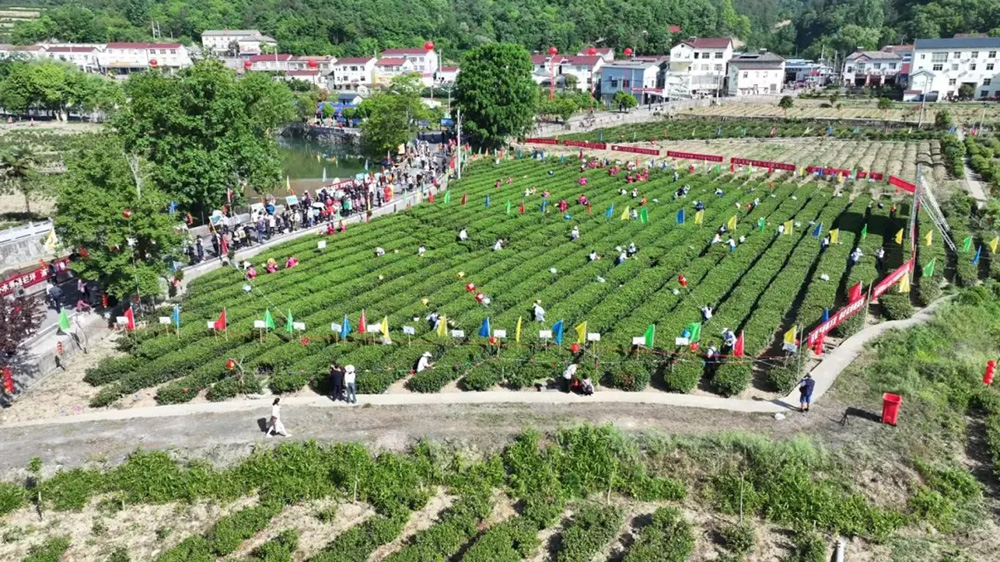 ?？悼h第五屆茶文化旅游節(jié)茶園體驗.jpg